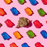 cannabis gummy bears and a nug of weed against a pink background