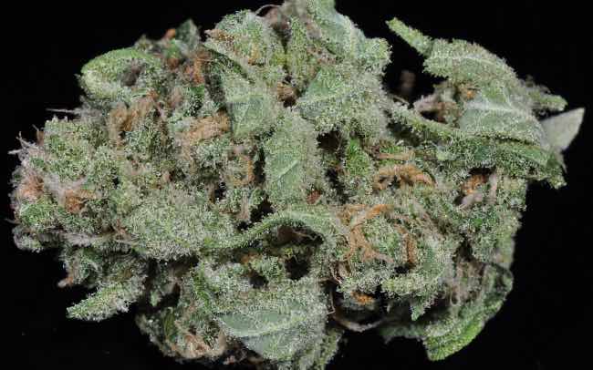 frosty green blue dream cannabis nug