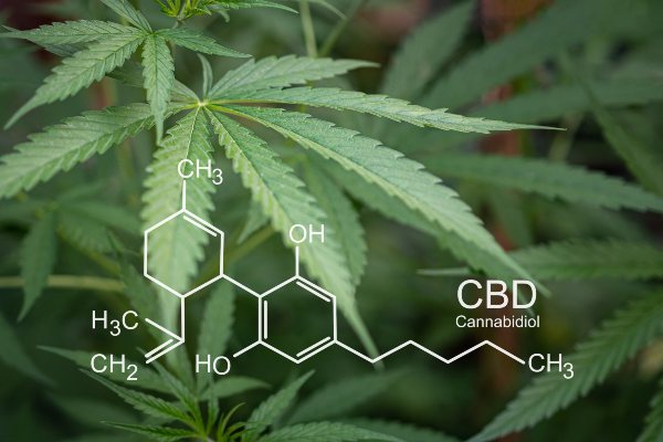 Green cannabis leaves with the diagram of molecules shown in front for CBD