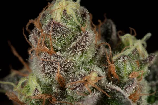 Macro shot of a purple and green cannabis bud with yellow hairs and white trichomes