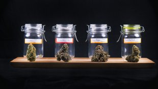 4 glass jars filled with different cannabis nuggets in different shades.