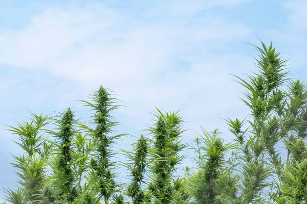 The tops of green cannabis plants outdoors with blue sky above