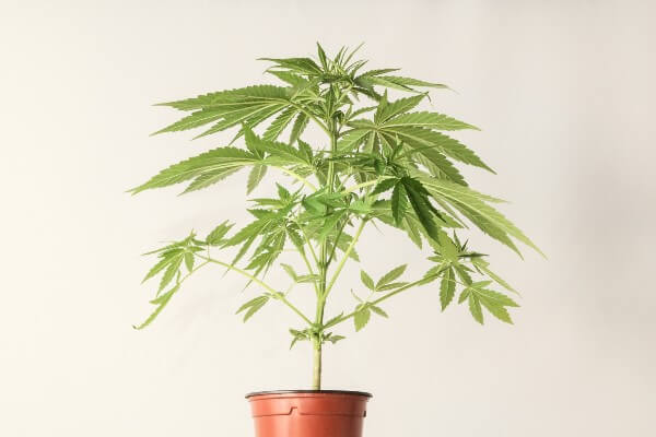 Green cannabis plant that is in a brown pot