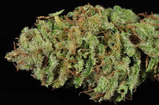 bright green white widow cannabis strain